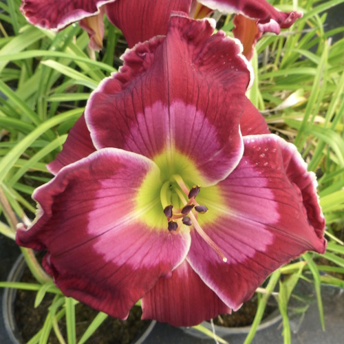 The Beast - Sold Out The Beast - Sold Out